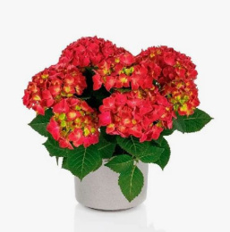 Гортензия крупнолистовая Хай Торнадо, P12, без упаковки в контейнере Colorline