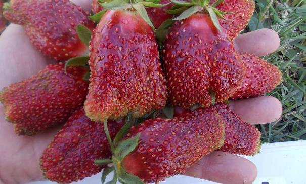 Земляника ранняя Купчиха 24шт.