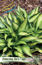 Хоста Лэйксайд Литл Тафт 1шт. Colorline