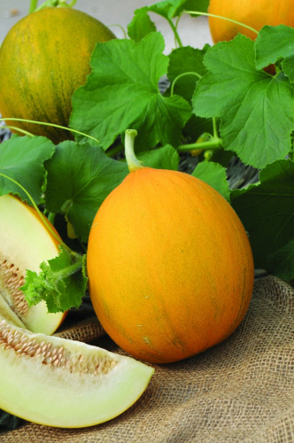 Дыня Золотистая Агро 15шт. белый пакет Поиск