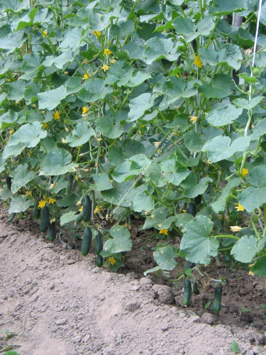 Огурец Балконный F1 10шт. цветной пакет Манул