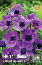 Анемона Мистер Фоккер 10шт. Colorline