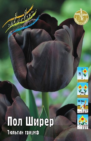 Тюльпан Пол Ширер  8шт. Colorline