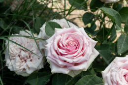 Роза чайно-гибридная Эрмоза, розовый, h-100-120см, d-7-9см Волжский Сад