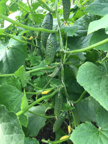 Огурец Кузнечик F1 10шт. цветной пакет Манул