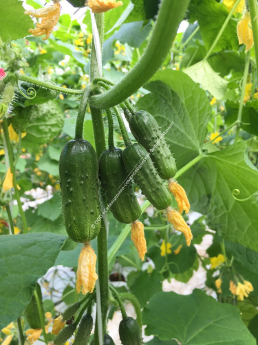 Огурец Матрешка F1 10шт. цветной пакет Манул