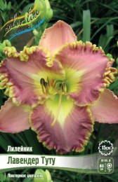 Лилейник Лавендер Туту 1шт. Colorline