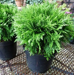 Туя западная Даника, P9, без упаковки в контейнере Colorline