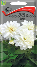 Георгина Барокко белая низкорослая 0,1г цветной пакет Поиск