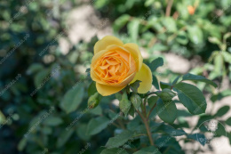 Роза шраб (Английская) Грэхем Томас, желтый, h-120-150см, d-9-11см Волжский Сад ВС001-229