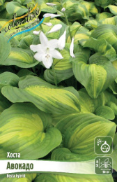 Хоста Авокадо 1шт. Colorline