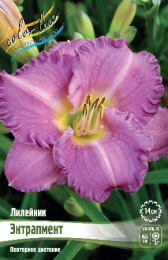 Лилейник Энтрапмент 1шт. Colorline