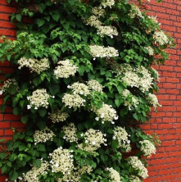 Гортензия вьющаяся черешковая, P9, без упаковки Colorline