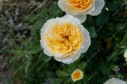 Роза шраб (Английская) Беатрис, белый/желтый, h-80-100см, d-8-10см Волжский Сад ВС001-425