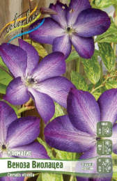 Клематис Веноза Виолацеа 2шт