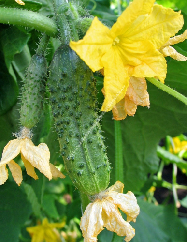 Огурец Кузнечик F1 10шт. цветной пакет Манул