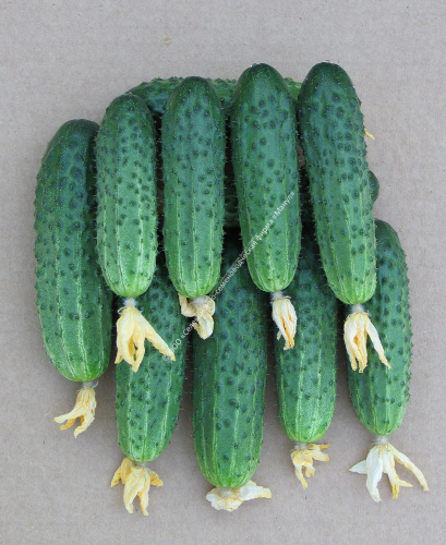 Огурец Кузнечик F1 10шт. цветной пакет Манул