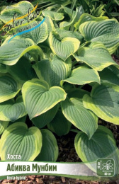Хоста Абиква Мунбим 2шт. Colorline