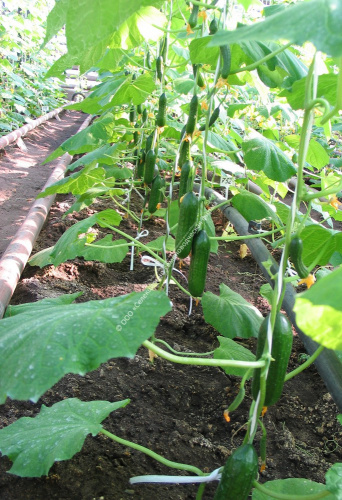 Огурец Бухара F1 10шт. цветной пакет Манул