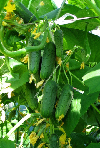 Огурец Балконный F1 10шт. цветной пакет Манул