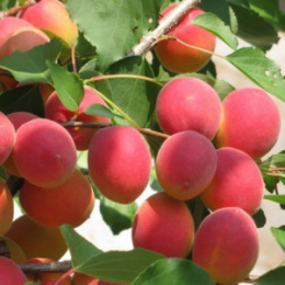 Абрикос Саратовский рубин Волжский Сад