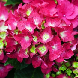 Гортензия крупнолистовая Хот Ред, Р12, без упаковки в контейнере Colorline