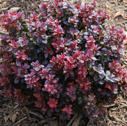 Барбарис Тунберга Конкорд, P9, в цветной коробке Colorline