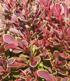 Барбарис Тунберга Голден Руби, P9, без упаковки в контейнере Colorline