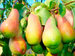 Груша Русская красавица Волжский Сад