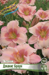 Лилейник Джанис Браун 1шт. Colorline
