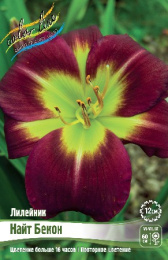 Лилейник Найт Бекон 1шт. Colorline