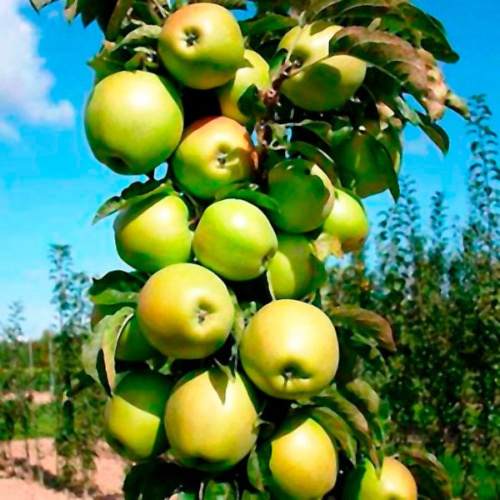Яблоня колоновидная Икша Волжский Сад