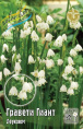 Леукоюм (Белоцветник) Гравети Гиант 3шт. Colorline