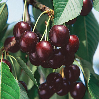 Черешня Ревна Волжский Сад