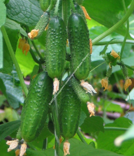 Огурец Буревестник F1 10шт. цветной пакет Манул