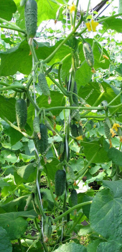 Огурец Стрекоза F1 10шт. цветной пакет Манул