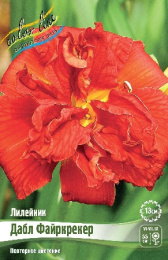 Лилейник Дабл Файркрекер 1шт. Colorline