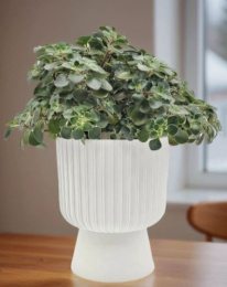 Горшок для цветов пластиковый Бекер со съемным поддоном 8,6л d-25см h-29,5см белый 5plast 5PL0786