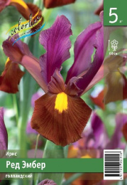 Ирис голландский Ред Эмбер  5шт. Эконом Colorline
