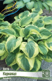 Хоста Карнавал 1шт. Colorline