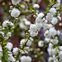 Вишня железистая Альба Плена, P9, без упаковки в контейнере Colorline