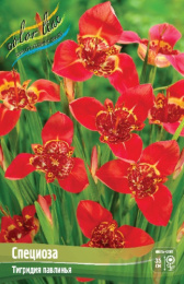 Тигридия Специоза 10шт. Colorline