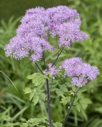 Василистник Водосборолистный 1шт. Colorline