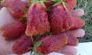 Земляника ранняя Купчиха 24шт.