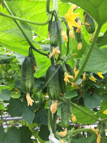 Огурец Батончики F1 10шт. цветной пакет Манул