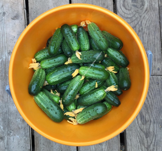 Огурец Батончики F1 10шт. цветной пакет Манул