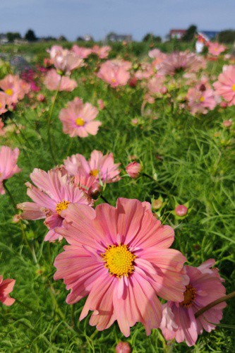 Космея Иллюзия 10шт. цветной пакет Поиск