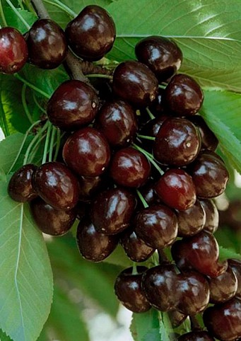 Черешня Мулатка Волжский Сад