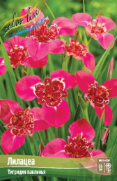 Тигридия Лилацеа 10шт. Colorline