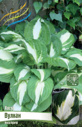 Хоста Вулкан 1шт. Colorline